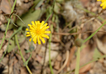 2010-07-12_8  Agoseris grandiflora TN.jpg - 38952 Bytes